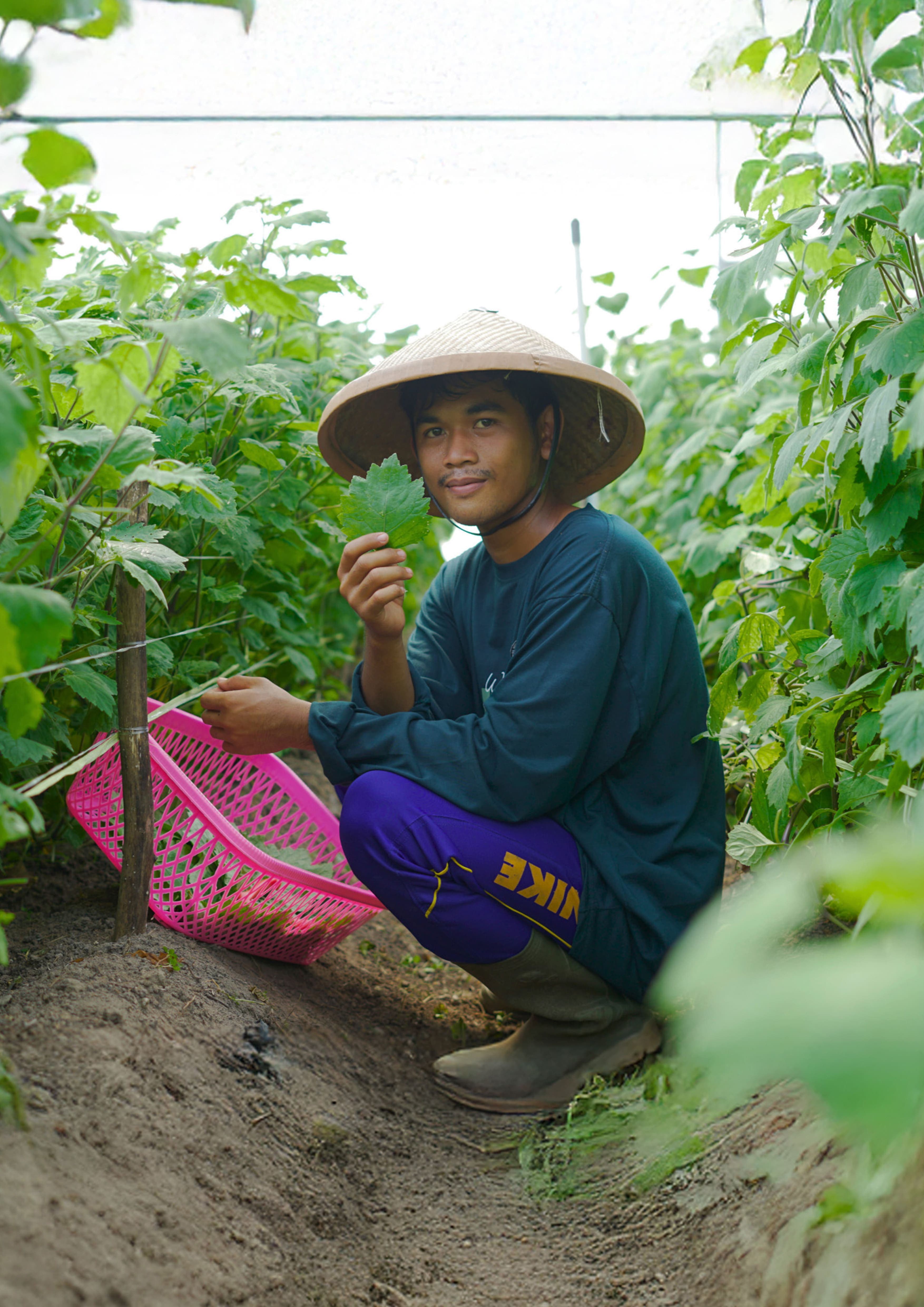 Lanskap pertanian Tani Baik